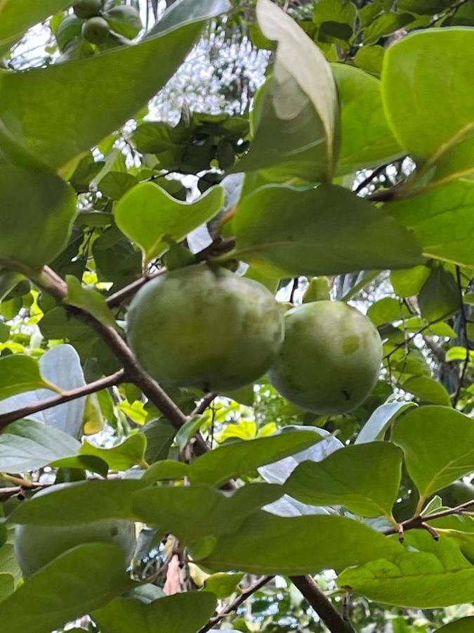 Sitio Serenar Chales Equipados Penedo  Exteriör bild